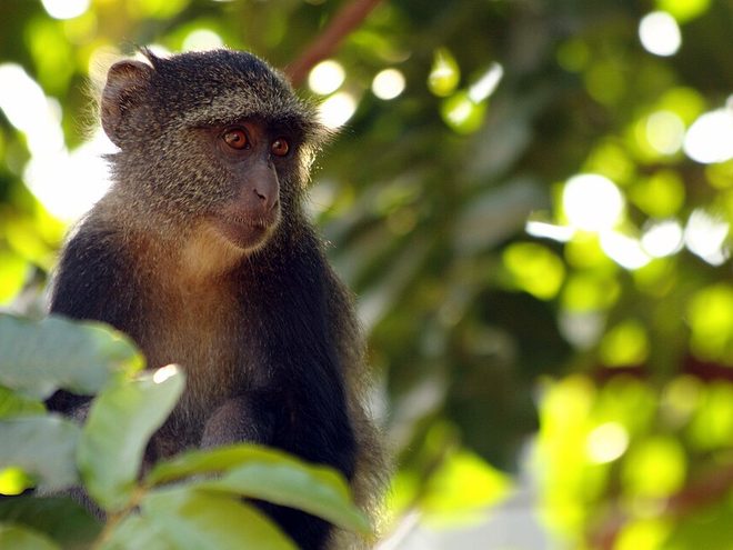 Un singe de Sykes, perché dans la végétation