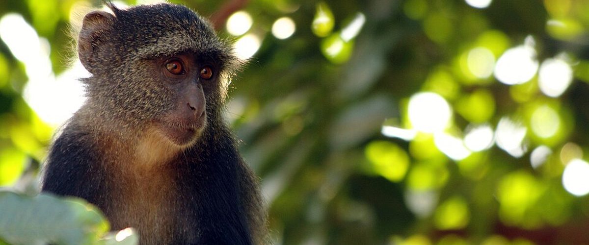 Un singe de Sykes, perché dans la végétation