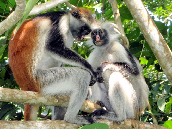 Un colobe roux de Zanzibar dans les arbres