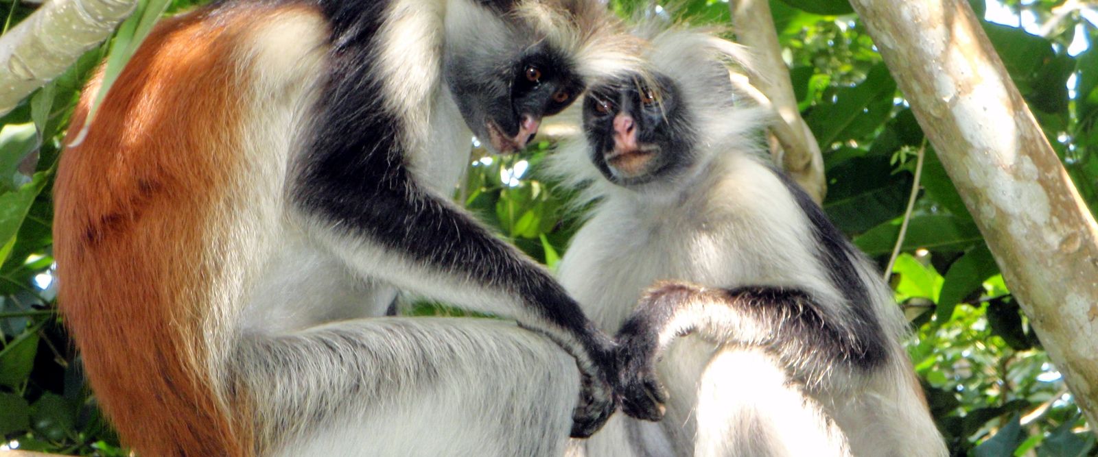 Un colobe roux de Zanzibar dans les arbres