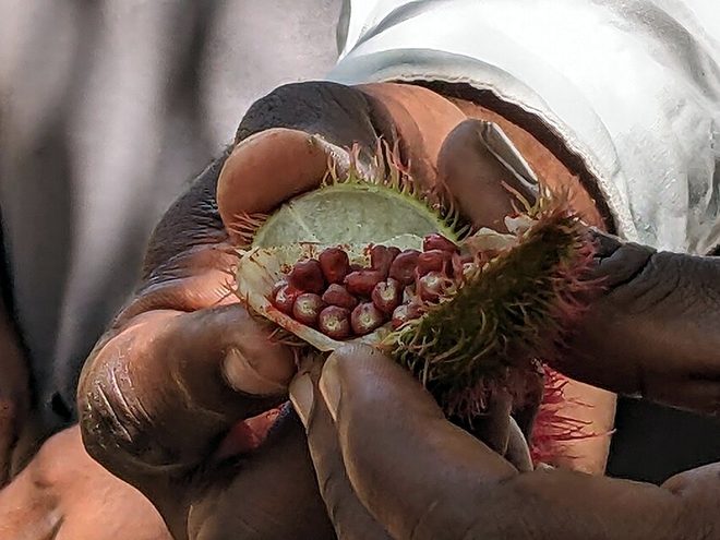 Une capsule de rocou ouverte, graines rouges apparentes