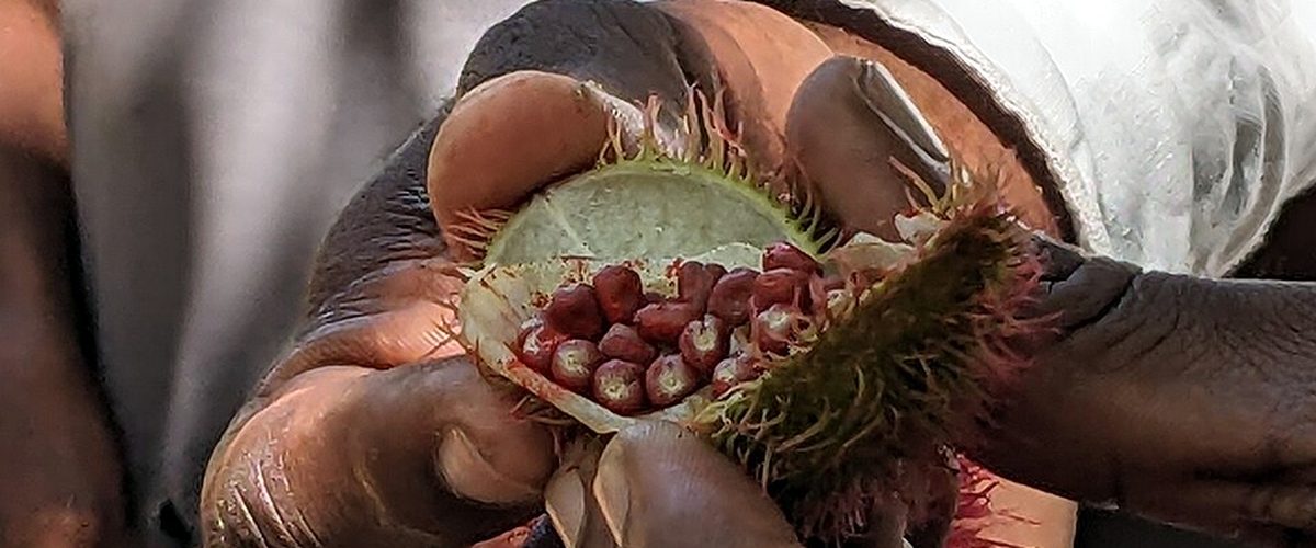 Une capsule de rocou ouverte, graines rouges apparentes